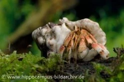 5 Kleine Landeinsiedlerkrebse, Coenobita Spec. -Bestes Reptilien Geschäft 12441 Landeinsiedlerkrebs Coenobita pseudorugosus