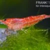 Bundle: 10 X Red Fire, Neocaridina Heteropoda Rot + Portion Javamoos