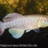 Killifisch Torfansatz Nothobranchius Jubbi, 30 Eier