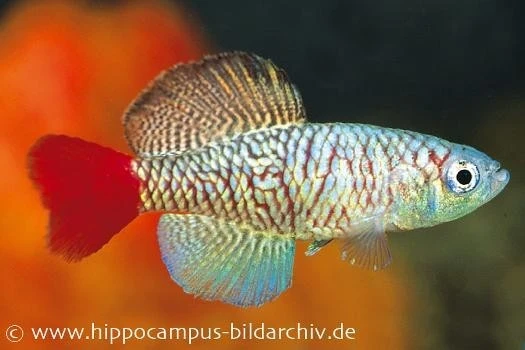 Killifisch Torfansatz Nothobranchius Orthonotus, 30 Eier 1 Killifisch Torfansatz Nothobranchius Orthonotus, 30 Eier