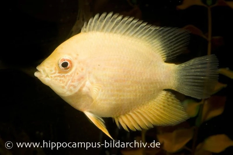 Goldener Augenfleck-Buntbarsch, Heros Severus Gold 1 Goldener Augenfleck-Buntbarsch, Heros Severus Gold