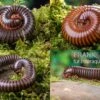 Bundle: 5 X Millipede-Mix, Spirostreptus Spec. (5 Tausendfüsser)
