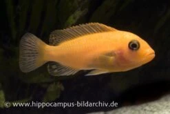 Roter Zebrabuntbarsch, Pseudotropheus Estherae "rot-rot", DNZ -Bestes Reptilien Geschäft 80031 80031 Maylandia estherae rot rot 2