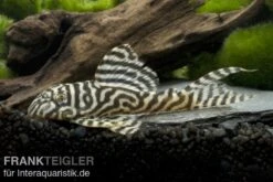 Königstiger-Harnischwels, Hypancistrus Spec. L333 Belo Monte -Bestes Reptilien Geschäft 80074 Koenigstiger Harnischwels Hypancistrus spec L333 1