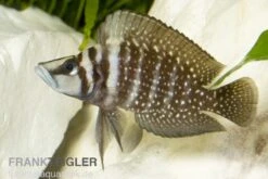 Perlhuhnbarsch, Altolamprologus Calvus BLACK, DNZ