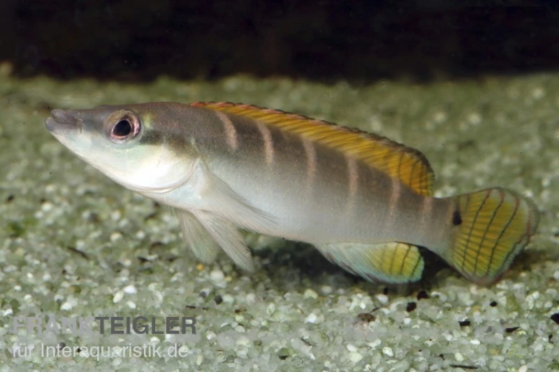 Schmalkopf-Hechtbuntbarsch, Crenicichla Compressiceps 1 Schmalkopf-Hechtbuntbarsch, Crenicichla Compressiceps