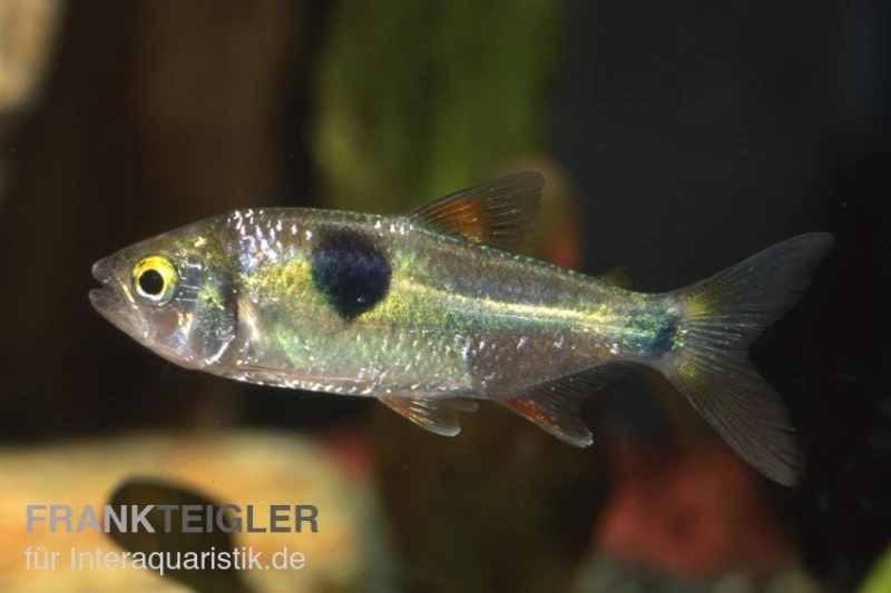 Zweitupfen-Raubsalmler, Exodon Paradoxus, 4-6 Cm (Rarität) 1 Zweitupfen-Raubsalmler, Exodon Paradoxus, 4-6 Cm (Rarität)