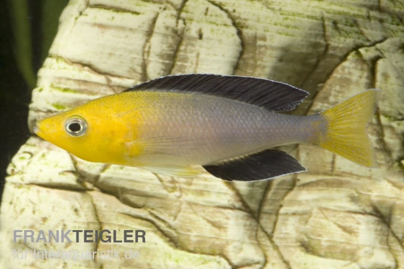 Blauer Heringscichlide, Cyprichromis Leptosoma "Tricolor", DNZ 1 Blauer Heringscichlide, Cyprichromis Leptosoma "Tricolor", DNZ