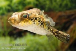 Echter Palembang-Kugelfisch, Tetraodon Palembangensis
