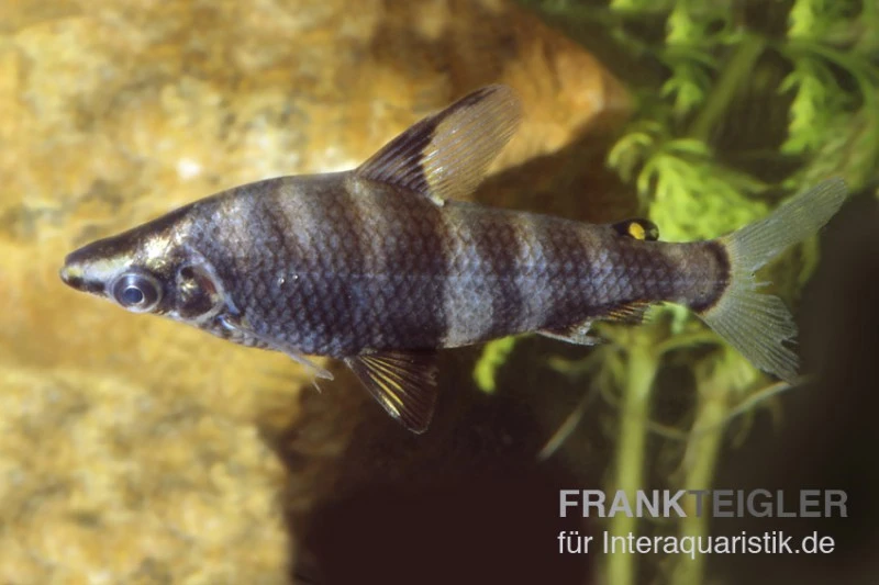 Brachsensalmler, Abramites Hypselonotus, 4-6 Cm 2 Brachsensalmler, Abramites Hypselonotus, 4-6 Cm – Bild 2