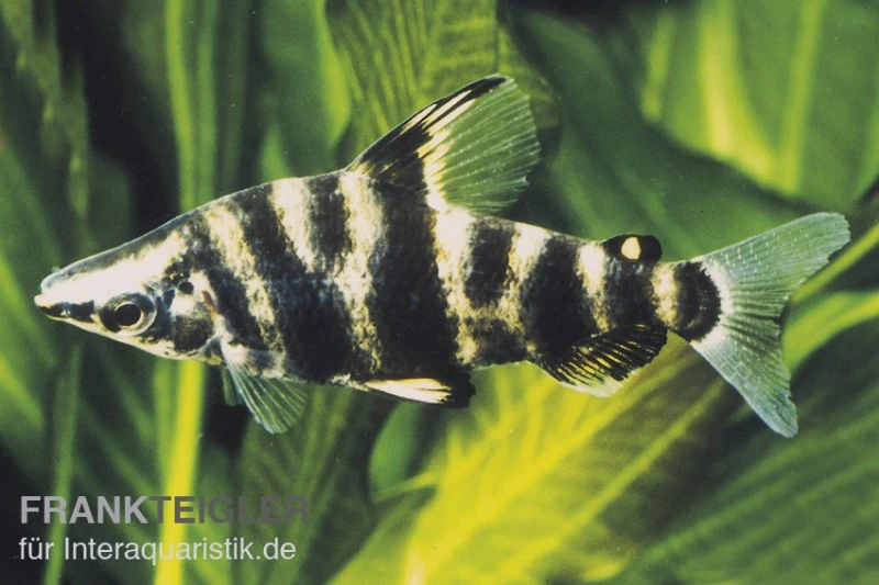 Brachsensalmler, Abramites Hypselonotus, 4-6 Cm 1 Brachsensalmler, Abramites Hypselonotus, 4-6 Cm