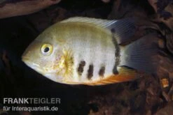 Rotkeil-Augenfleckbuntbarsch, Heros Efasciatus "Red Shoulder" -Bestes Reptilien Geschäft 81119 Rotkeil Augenfleckbuntbarsch Heros efasciatus