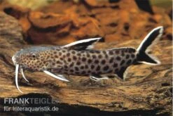 Kuckucks-Fiederbartwels, Synodontis Petricola