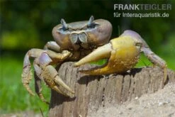 Indonesische Riesenlandkrabbe, Cardisoma Carnifex 7 Indonesische Riesenlandkrabbe, Cardisoma Carnifex -Bestes Reptilien Geschäft 82992 Cardisoma carnifex 3