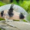 Weitzmans Panzerwels, Corydoras Weitzmani