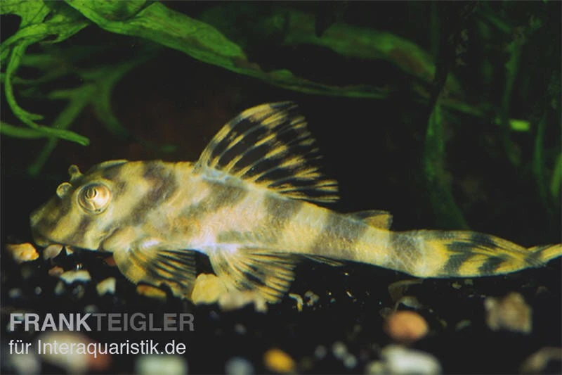 Gestreifter Zwergschilderwels, L15, Peckoltia Vittata, 8-10 Cm 1 Gestreifter Zwergschilderwels, L15, Peckoltia Vittata, 8-10 Cm
