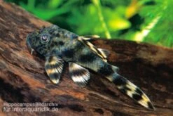 Ucayali-Zwergschilderwels, L205, Peckoltia Sp. 5 Ucayali-Zwergschilderwels, L205, Peckoltia Sp. -Bestes Reptilien Geschäft 83341 Ucayali Zwergschilderwels L205 Peckoltia sp