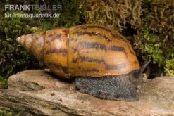 Tiger-Achatschnecke, Achatina Achatina -Bestes Reptilien Geschäft Achatina achatina 1 WWTFT0300