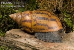 Tiger-Achatschnecke, Achatina Achatina -Bestes Reptilien Geschäft Achatina achatina WWTFT0302
