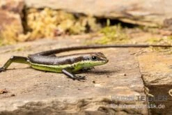Afrika-Skink, Trachylepis Polytropis -Bestes Reptilien Geschäft Afrika Skink Trachylepis polytropis 3