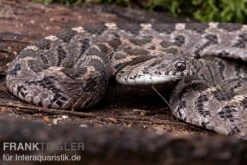Afrikanische Eierschlange, Dasypeltis Scabra -Bestes Reptilien Geschäft Afrikanische Eierschlange Dasypeltis scabra neu 3