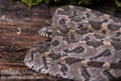Afrikanische Eierschlange, Dasypeltis Scabra -Bestes Reptilien Geschäft Afrikanische Eierschlange Dasypeltis scabra neu 4