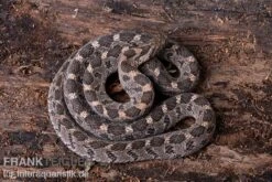 Afrikanische Eierschlange, Dasypeltis Scabra -Bestes Reptilien Geschäft Afrikanische Eierschlange Dasypeltis scabra neu 5