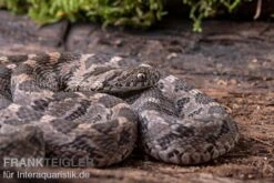 Afrikanische Eierschlange, Dasypeltis Scabra -Bestes Reptilien Geschäft Afrikanische Eierschlange Dasypeltis scabra neu 6