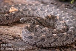 Afrikanische Eierschlange, Dasypeltis Scabra -Bestes Reptilien Geschäft Afrikanische Eierschlange Dasypeltis scabra neu 9