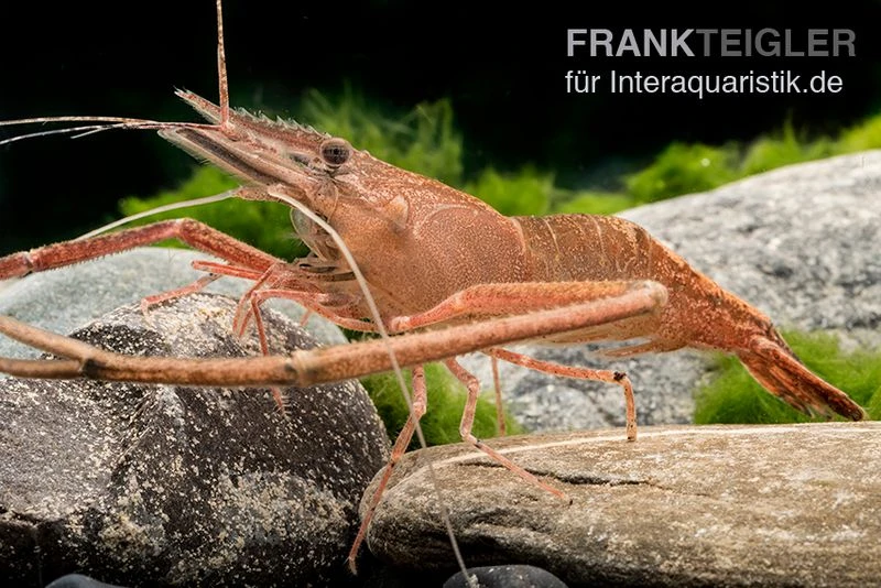 Afrikanische Flußgarnele, Macrobrachium Vollenhovenii 2 Afrikanische Flußgarnele, Macrobrachium Vollenhovenii – Bild 2
