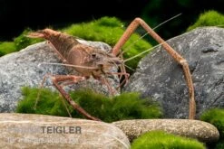 Afrikanische Flußgarnele, Macrobrachium Vollenhovenii 5 Afrikanische Flußgarnele, Macrobrachium Vollenhovenii -Bestes Reptilien Geschäft Afrikanische Flussgarnele Macrobrachium vollenhov 2
