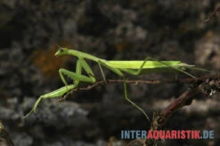 Afrikanische Gottesanbeterin, Sphodromantis Bioculata -Bestes Reptilien Geschäft Afrikanische Gottesanbeterin Sphodromantis bioculata 3