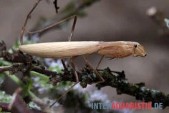 Afrikanische Gottesanbeterin, Sphodromantis Bioculata -Bestes Reptilien Geschäft Afrikanische Gottesanbeterin Sphodromantis bioculata 4