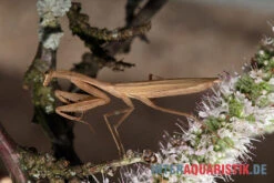 Afrikanische Gottesanbeterin, Sphodromantis Bioculata -Bestes Reptilien Geschäft Afrikanische Gottesanbeterin Sphodromantis bioculata 5