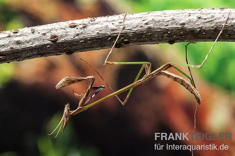 Afrikanische Gottesanbeterin, Idolomorpha Sp. Nigeria 1 Afrikanische Gottesanbeterin, Idolomorpha Sp. Nigeria
