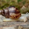 Afrikanische Albino-Riesenschnecke, Achatina Reticulata "albino", DNZ