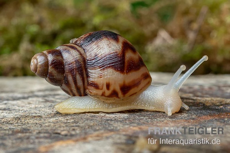 Afrikanische Albino-Riesenschnecke, Achatina Reticulata "albino", DNZ 1 Afrikanische Albino-Riesenschnecke, Achatina Reticulata "albino", DNZ