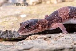 Afrikanischer Fettschwanzgecko, Hemitheconyx Caudicinctus -Bestes Reptilien Geschäft Afrikanischer Fettschwanzgecko Hemitheconyx caudicinctus 1