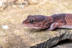 Afrikanischer Fettschwanzgecko, Hemitheconyx Caudicinctus -Bestes Reptilien Geschäft Afrikanischer Fettschwanzgecko Hemitheconyx caudicinctus 2