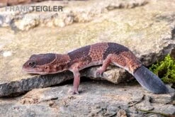 Afrikanischer Fettschwanzgecko, Hemitheconyx Caudicinctus -Bestes Reptilien Geschäft Afrikanischer Fettschwanzgecko Hemitheconyx caudicinctus 3