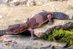 Afrikanischer Fettschwanzgecko, Hemitheconyx Caudicinctus -Bestes Reptilien Geschäft Afrikanischer Fettschwanzgecko Hemitheconyx caudicinctus 4