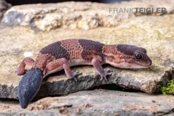 Afrikanischer Fettschwanzgecko, Hemitheconyx Caudicinctus -Bestes Reptilien Geschäft Afrikanischer Fettschwanzgecko Hemitheconyx caudicinctus 5