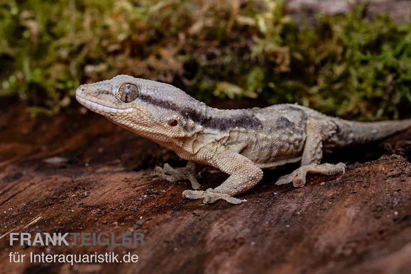 Afrikanischer Mauergecko, Tarentola Ephippiata 1 Afrikanischer Mauergecko, Tarentola Ephippiata