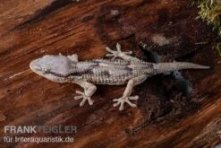 Afrikanischer Mauergecko, Tarentola Ephippiata 5 Afrikanischer Mauergecko, Tarentola Ephippiata -Bestes Reptilien Geschäft Afrikanischer Mauergecko Tarentola ephippiata 03