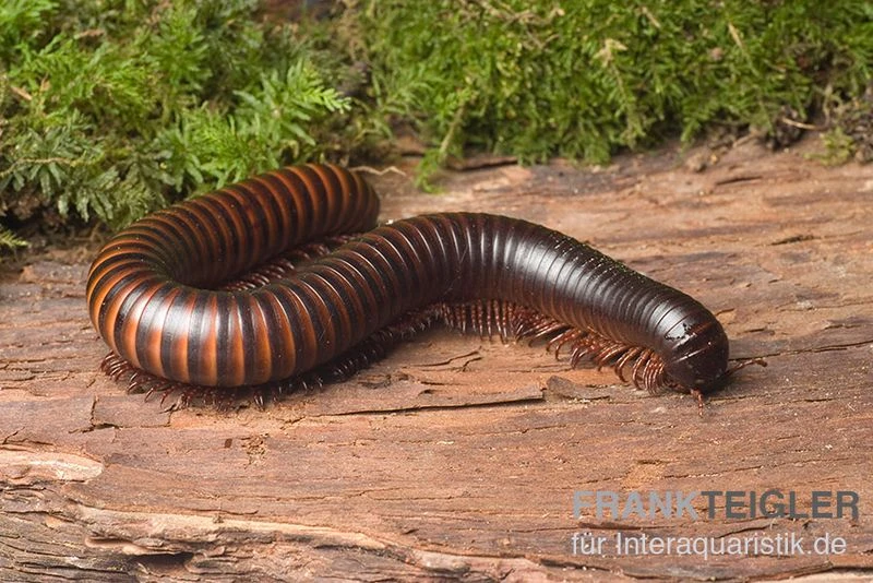 Afrikanischer Riesentausendfüßer, Archispirostreptus Gigas 2 Afrikanischer Riesentausendfüßer, Archispirostreptus Gigas – Bild 2