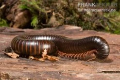 Afrikanischer Riesentausendfüßer, Archispirostreptus Gigas 7 Afrikanischer Riesentausendfüßer, Archispirostreptus Gigas -Bestes Reptilien Geschäft Afrikanischer Riesentausendfuesser Archispirostreptus gigas 03