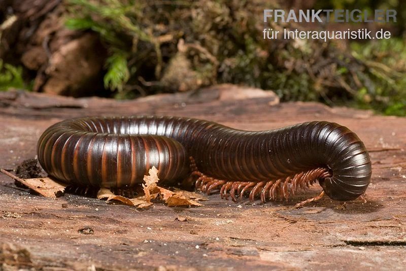 Afrikanischer Riesentausendfüßer, Archispirostreptus Gigas 3 Afrikanischer Riesentausendfüßer, Archispirostreptus Gigas – Bild 3