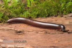 Afrikanischer Riesentausendfüßer, Archispirostreptus Gigas 8 Afrikanischer Riesentausendfüßer, Archispirostreptus Gigas -Bestes Reptilien Geschäft Afrikanischer Riesentausendfuesser Archispirostreptus gigas 04