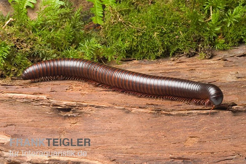 Afrikanischer Riesentausendfüßer, Archispirostreptus Gigas 4 Afrikanischer Riesentausendfüßer, Archispirostreptus Gigas – Bild 4