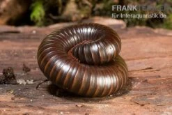 Afrikanischer Riesentausendfüßer, Archispirostreptus Gigas 9 Afrikanischer Riesentausendfüßer, Archispirostreptus Gigas -Bestes Reptilien Geschäft Afrikanischer Riesentausendfuesser Archispirostreptus gigas 05